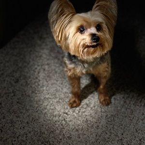 Meet your Posher, Sherry